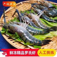 正宗海南哈密瓜新鮮水果當季熱帶水果精品曉密網(wǎng)紋瓜脆甜多汁